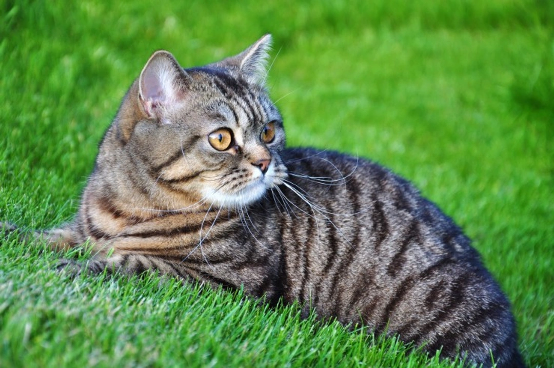 10 Fascinating Facts About Tabby Cats