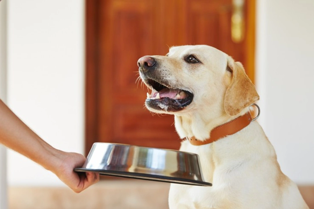 Dog Heart Failure Diet: 7 Essential Feeding Tips