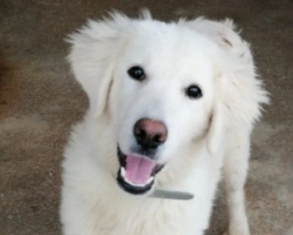 Adozioni cani: la storia di Puff, candido cucciolone