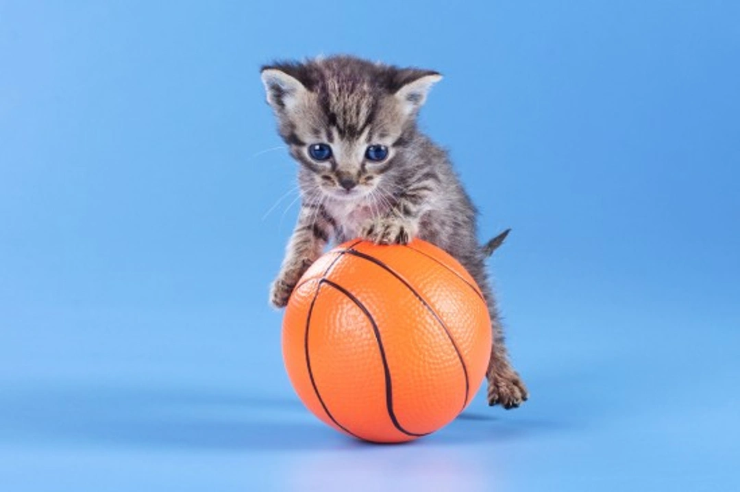 Getting Your Cat Fit and Healthy Through Fun Play