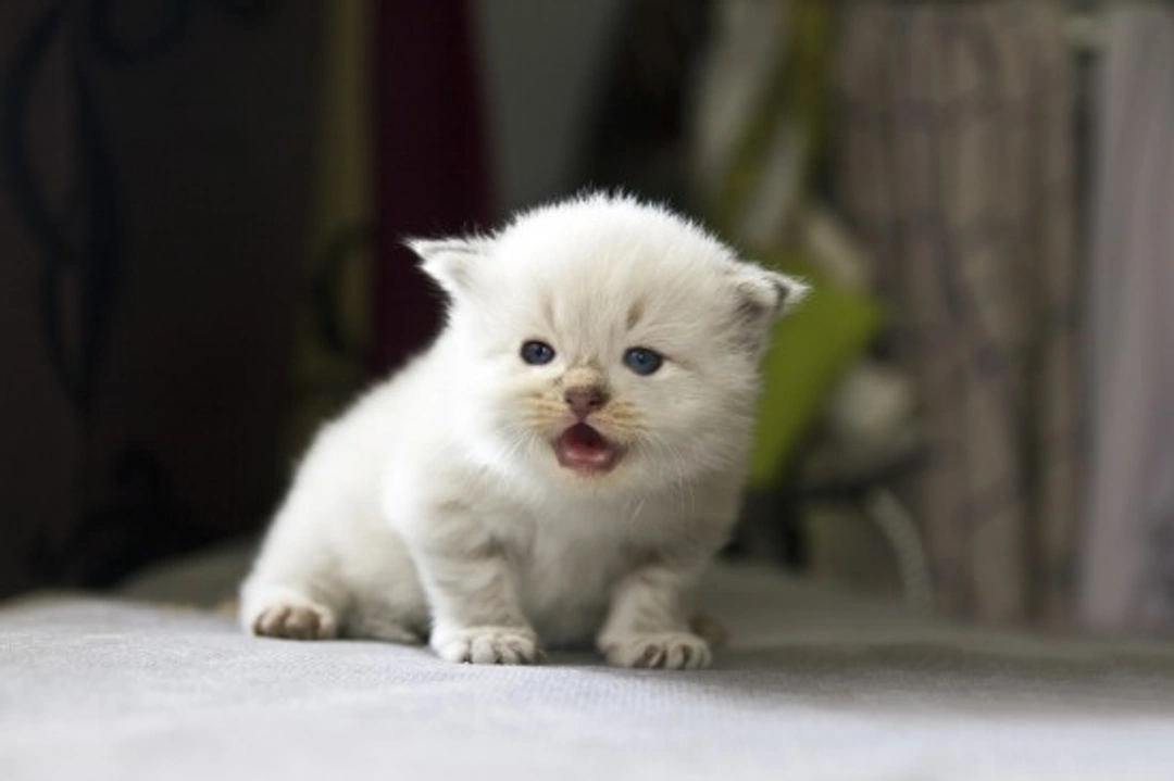 5 Mistakes to Avoid When Caring for Your Cat