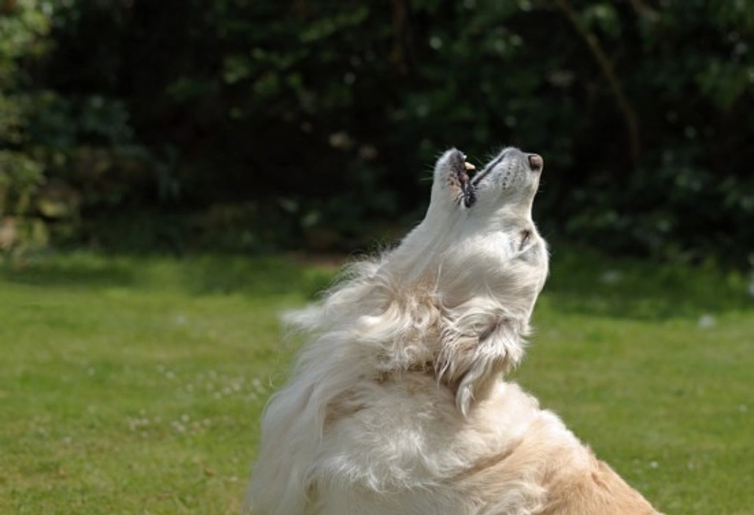Why dogs howl and how to manage it effectively