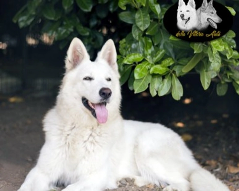 Il Pastore Svizzero Bianco e la famiglia