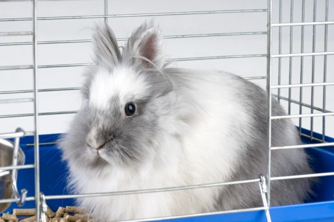 How to Litter Train Your Rabbit: Step-by-Step UK Guide