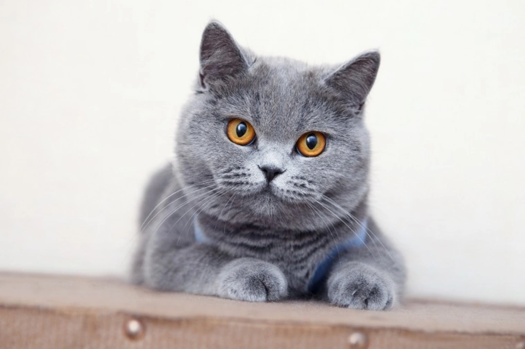 Top 5 GCCF Pedigree Cat Breeds in 2023: Trends Revealed