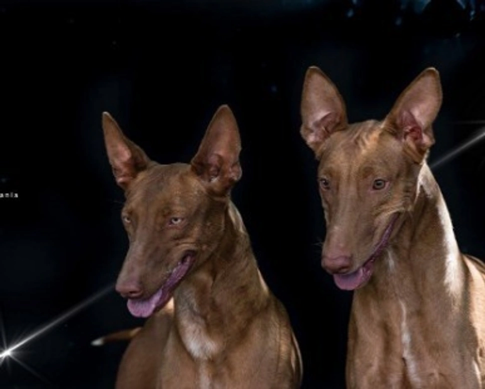 Il Pharaon Hound o Cane dei Faraoni è razza primordiale e spettacolare