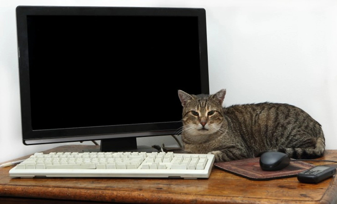 Keeping Pets Safe Around Electrical Cords: Essential Tips