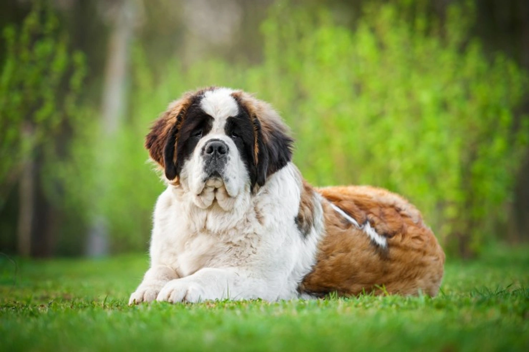 Saint Bernard Heart Disease: Causes, Signs & Care Guide