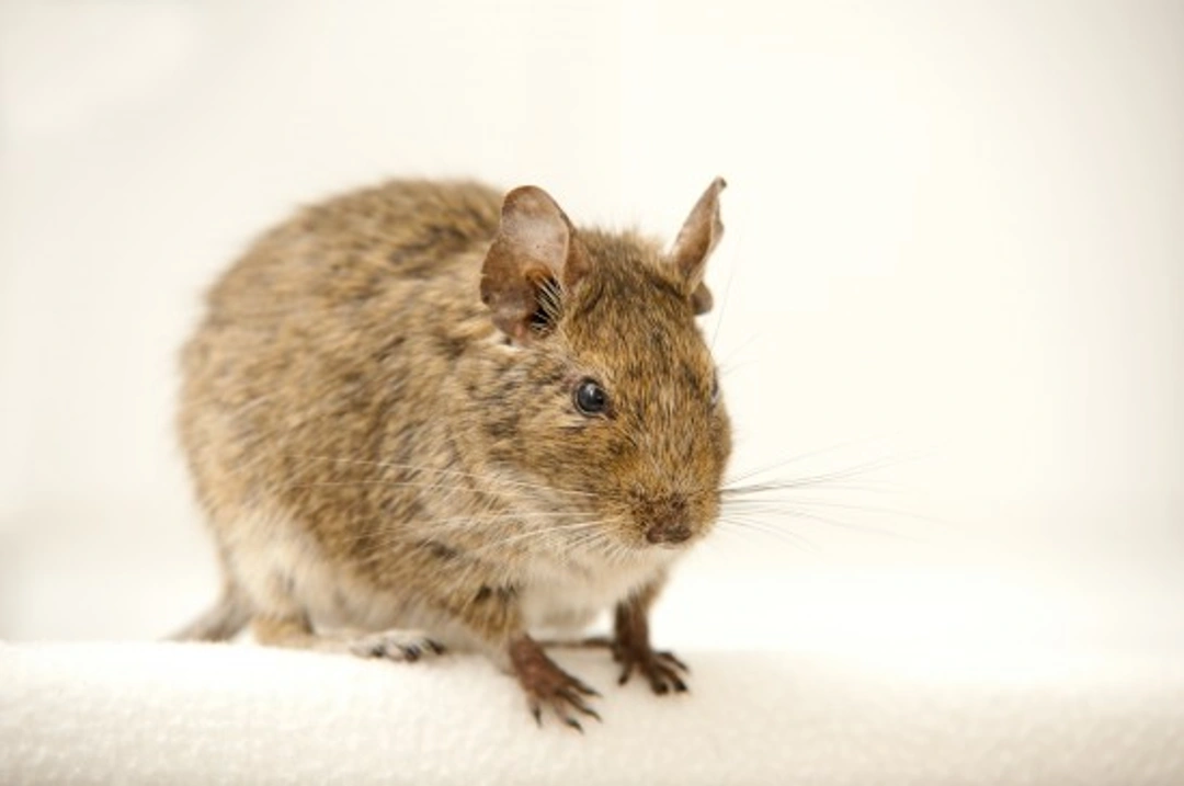 Common Health Issues in Degus Beyond Diabetes