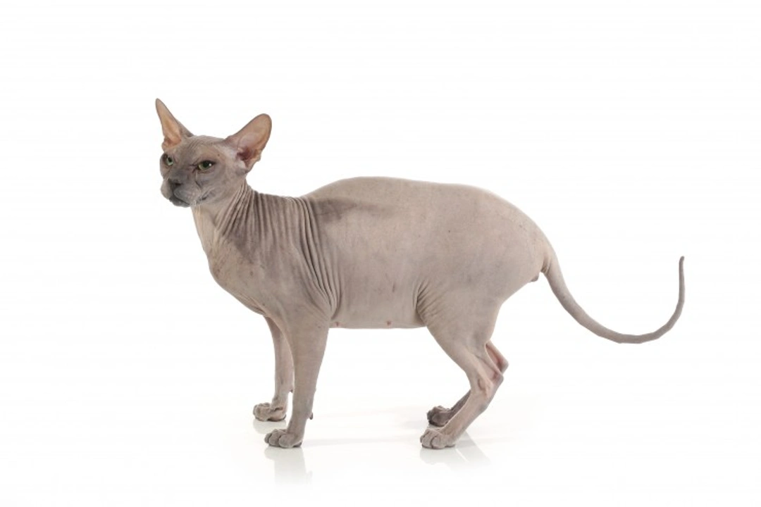 Hairless Cat Breeds: Care and Characteristics Guide