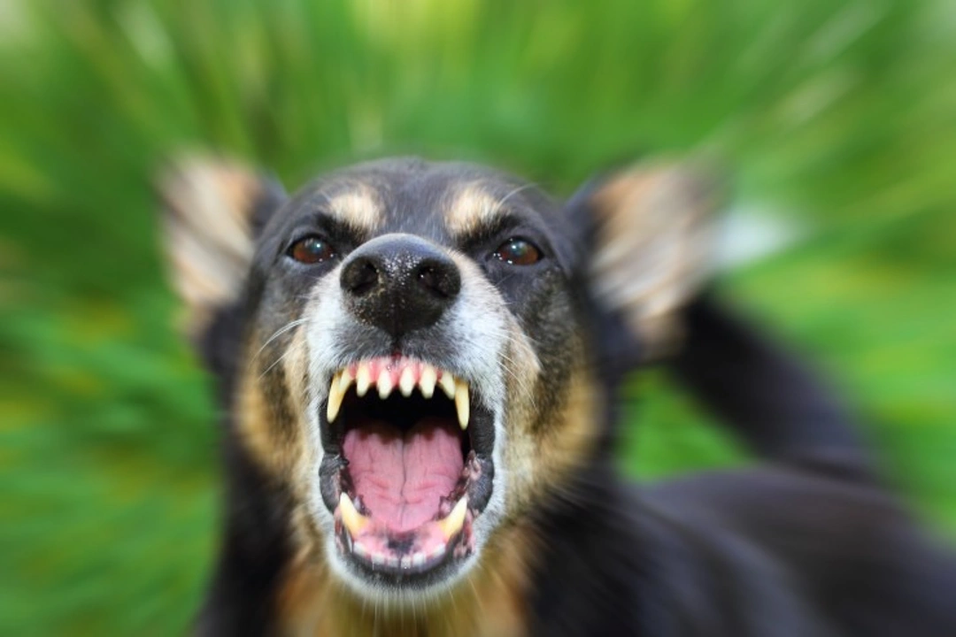 5 Common Myths About Canine Aggression Busted