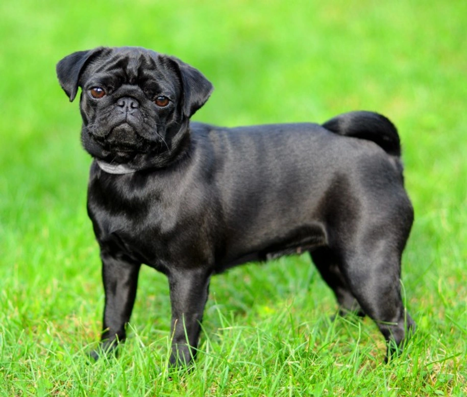 Why Are Black Pugs So Popular? History and Charm Explained