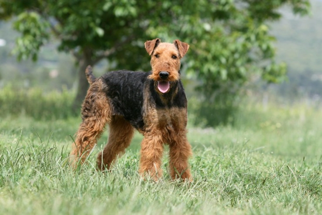 What Terrier Breed Is Right For You? Expert Guide