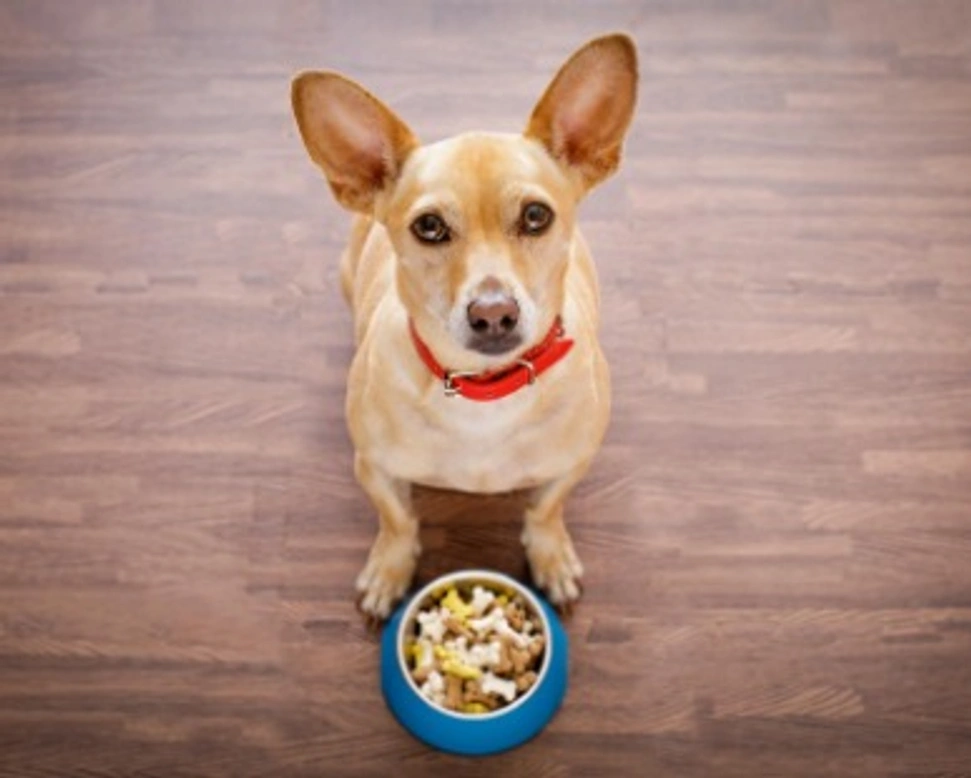 Dove conviene acquistare cibo per cani e gatti: Zooplus e gli altri