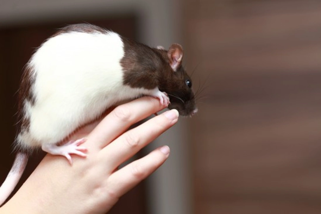 How to Bathe Your Pet Rat: Essential Tips and Steps