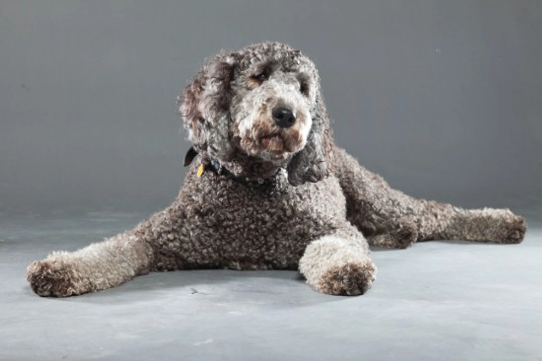 All about the Labradoodle: Guide to this popular crossbreed