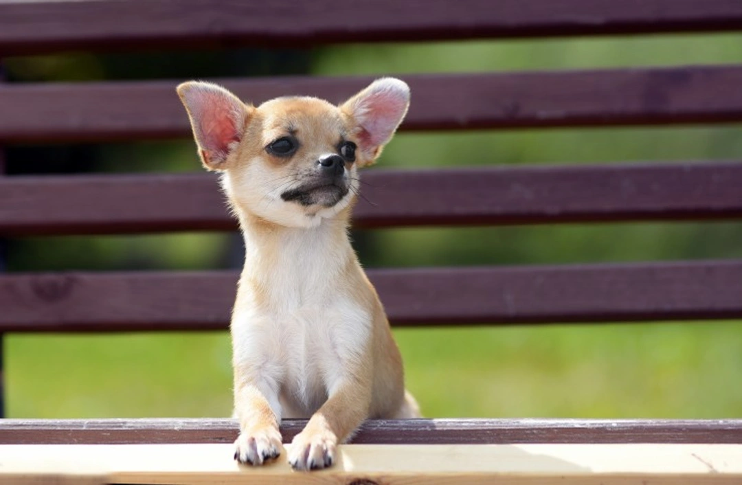 Why Do Some Dogs Pee on People? Causes and Solutions