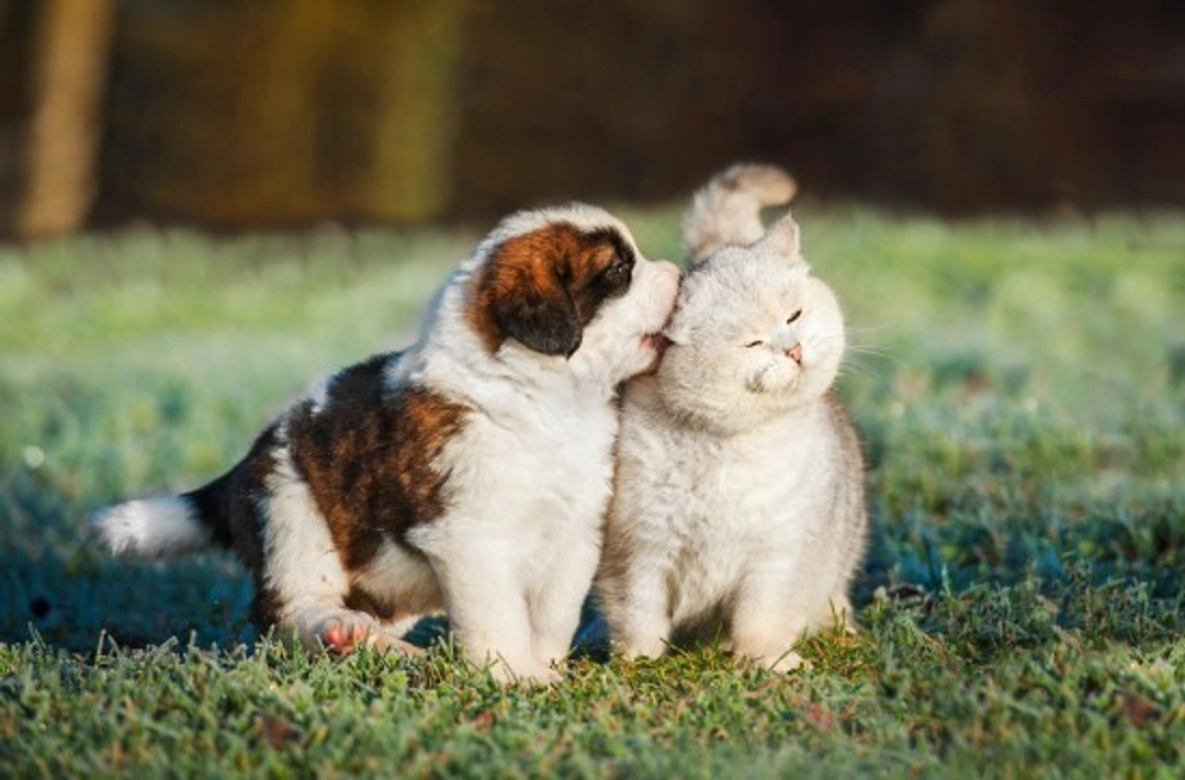 Introducing Your New Puppy to Resident Cats: A Step-by-Step Guide