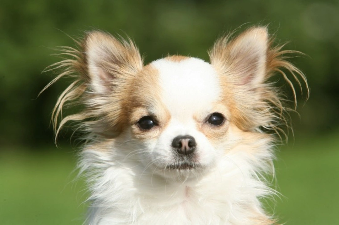 Longhaired vs Shorthaired Chihuahua Care: UK 2025 Guide