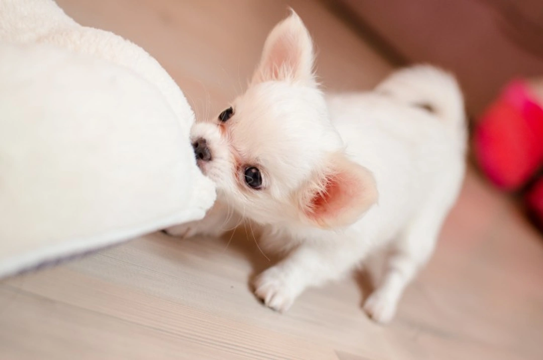 10 Essential Steps When You First Get Your New Puppy