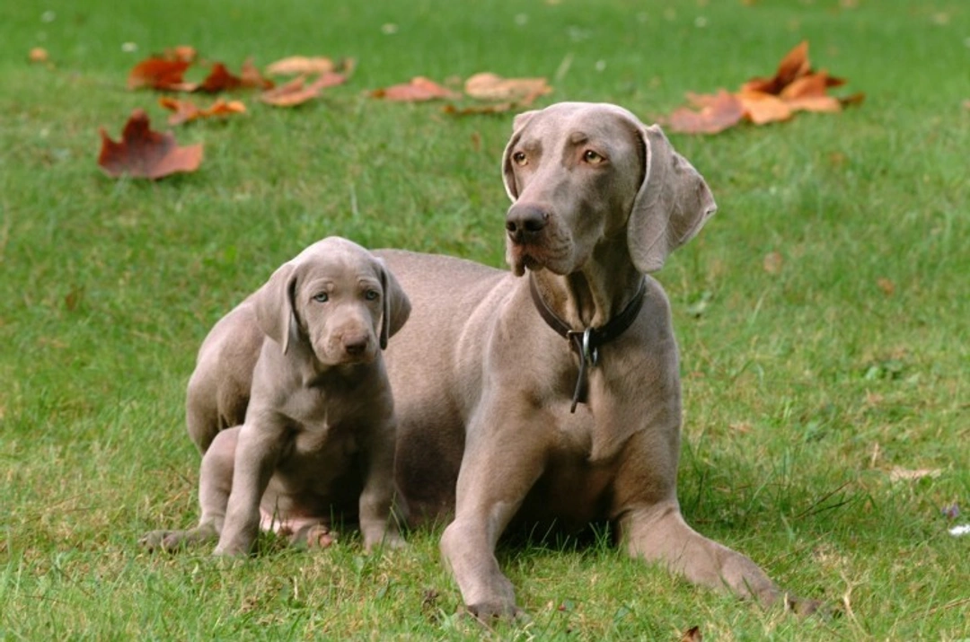 10 things to know about Weimaraners before you buy