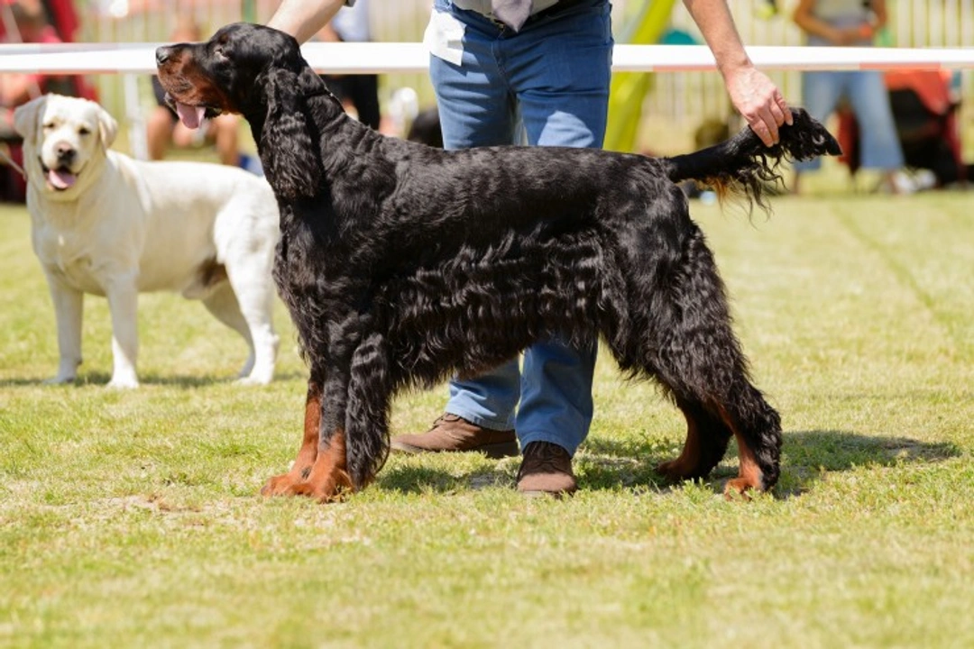 How a dog show trainer helps you prepare your dog for the ring