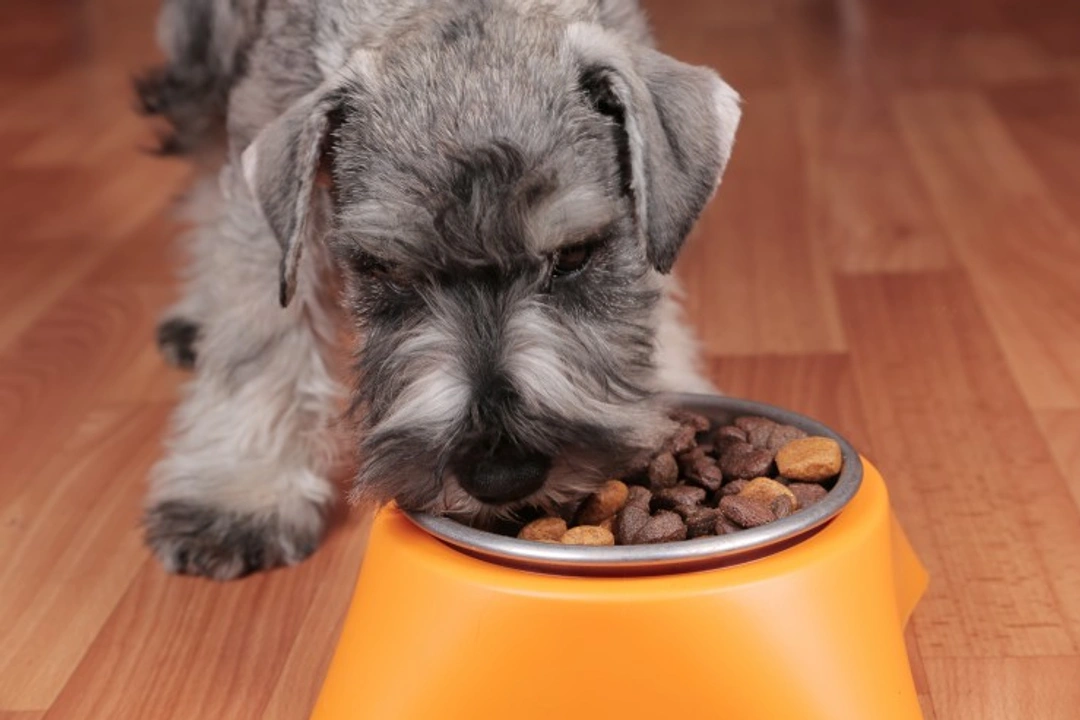 Why Do Dogs Move Their Food Away From Their Bowl?