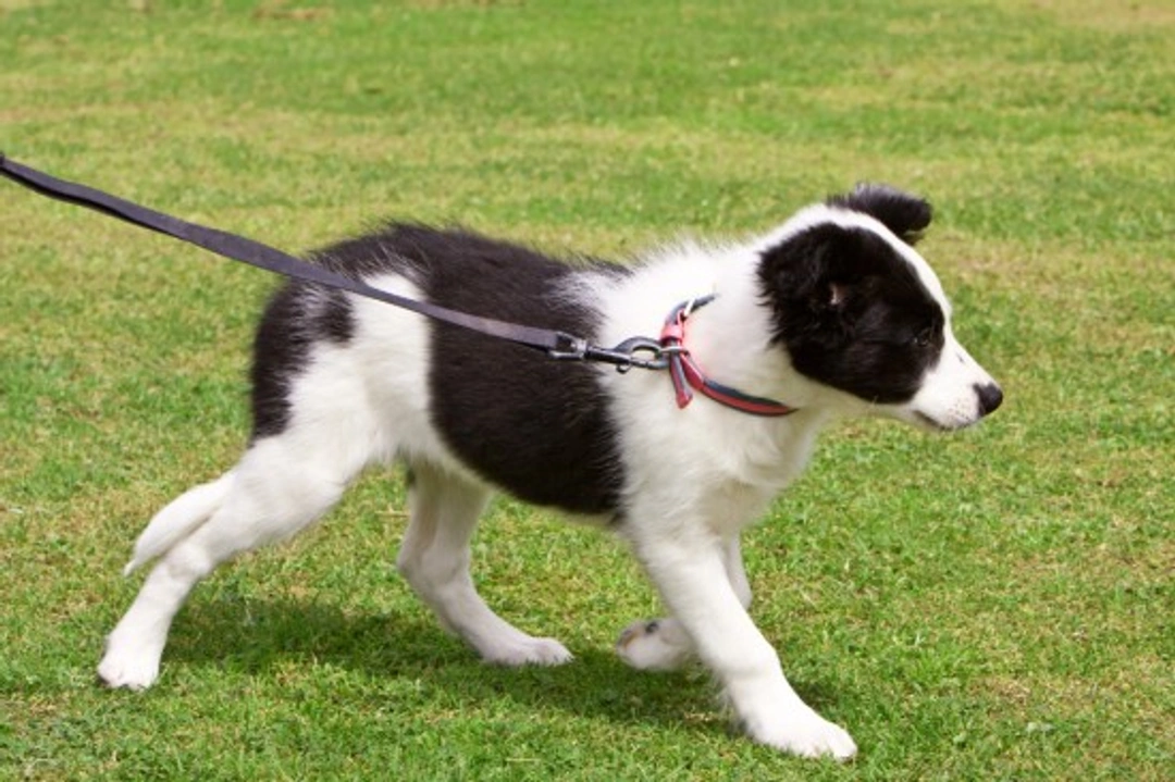 Walking a reluctant dog: causes & how to help