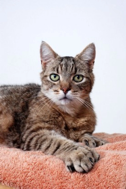 Polydactyl Cats: The Unique Cats with Extra Toes