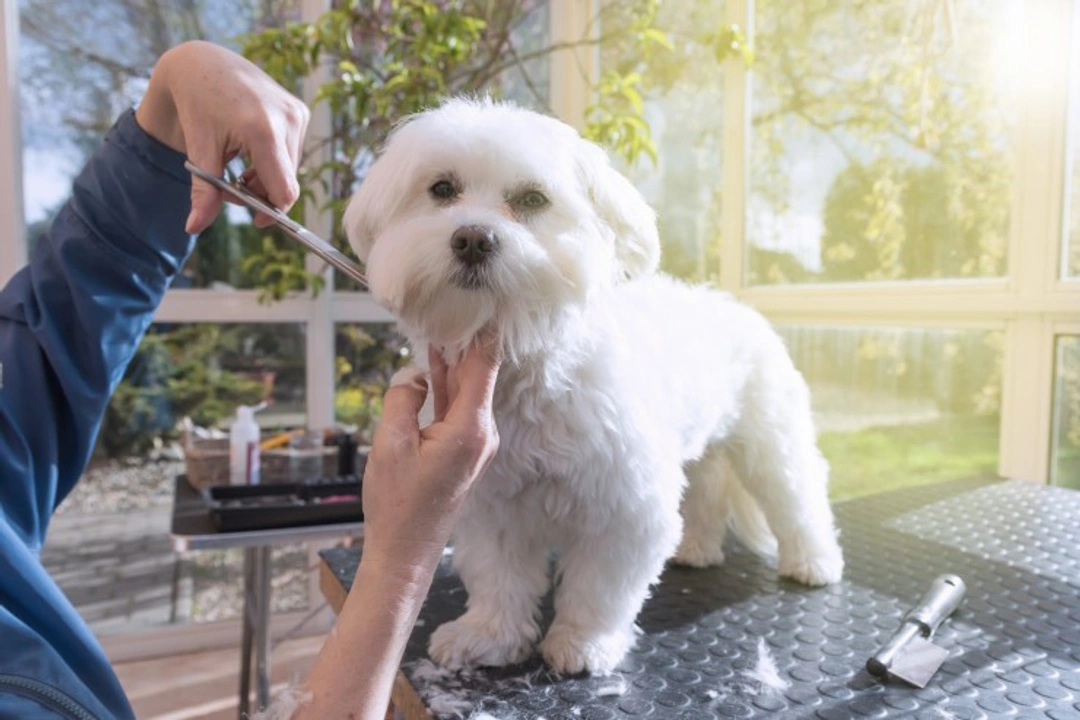 Dog Coat Grooming and Care Tips for Fall