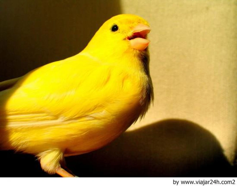 Reglas básicas para como cuidar un canario