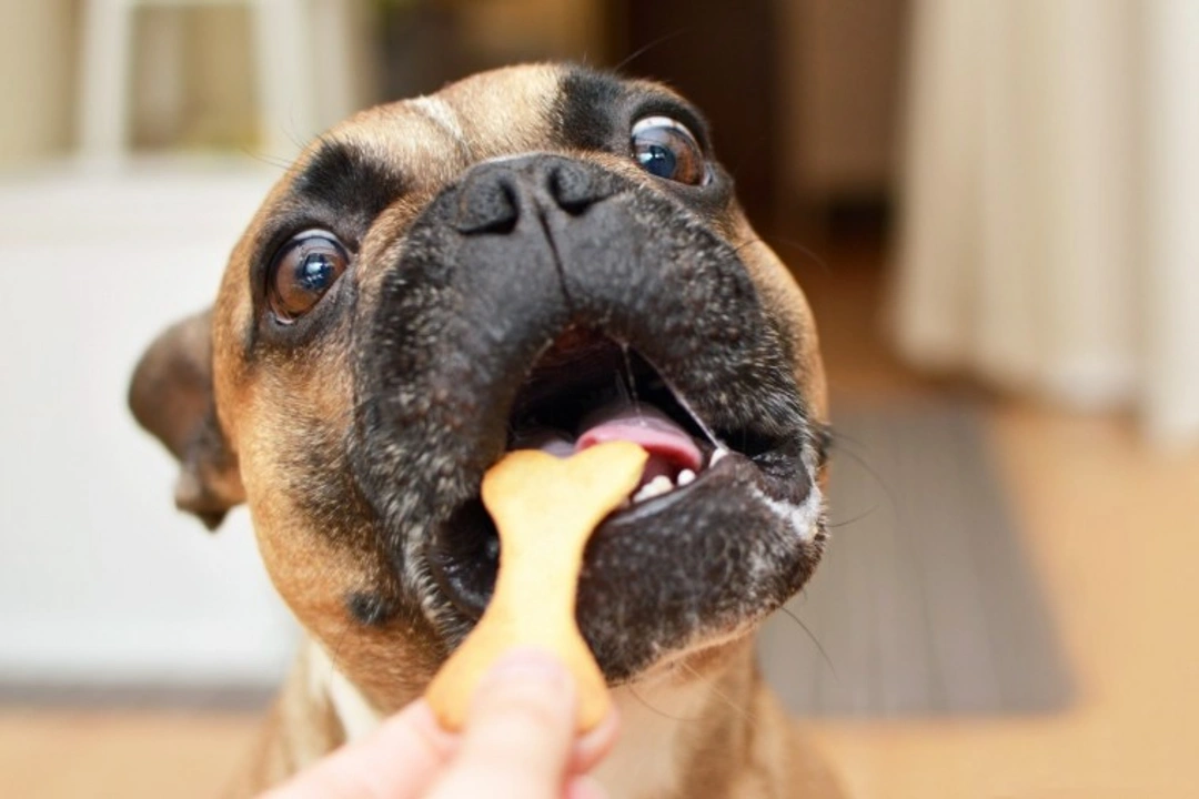 Warning: Risks of Imported Jerky Dog Treats Online in 2025