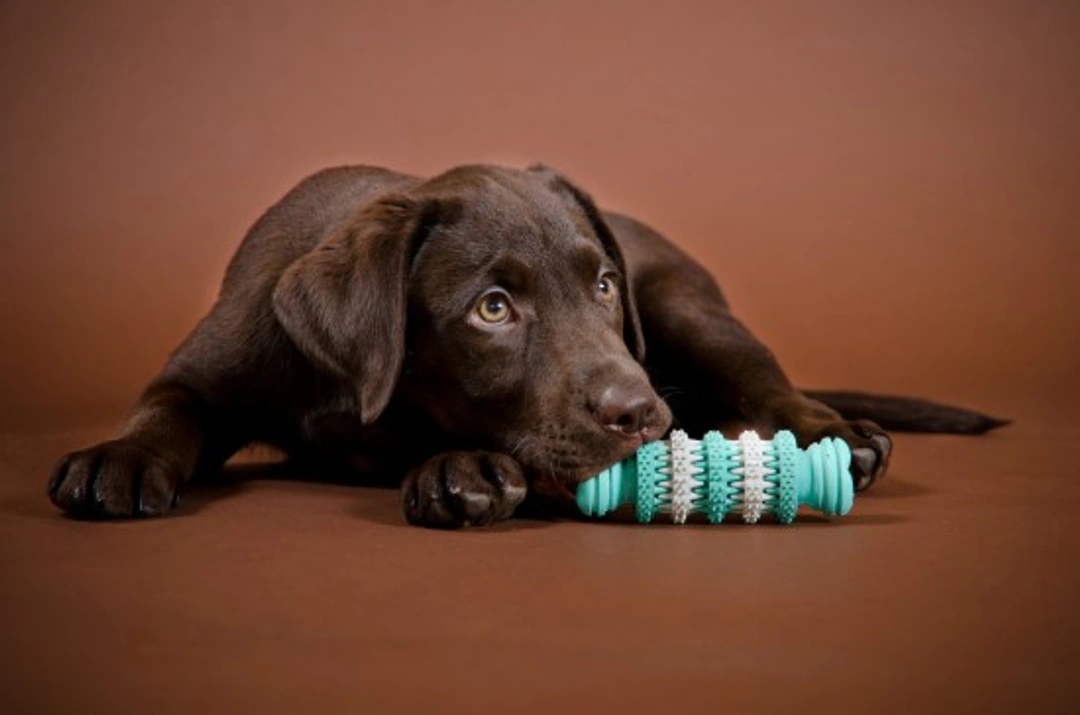 Puppy Chewing: Do’s and Don’ts for Managing Puppy Chewing