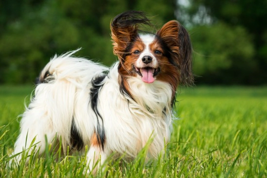 Papillon Dog Hereditary Health: Testing & Common Conditions