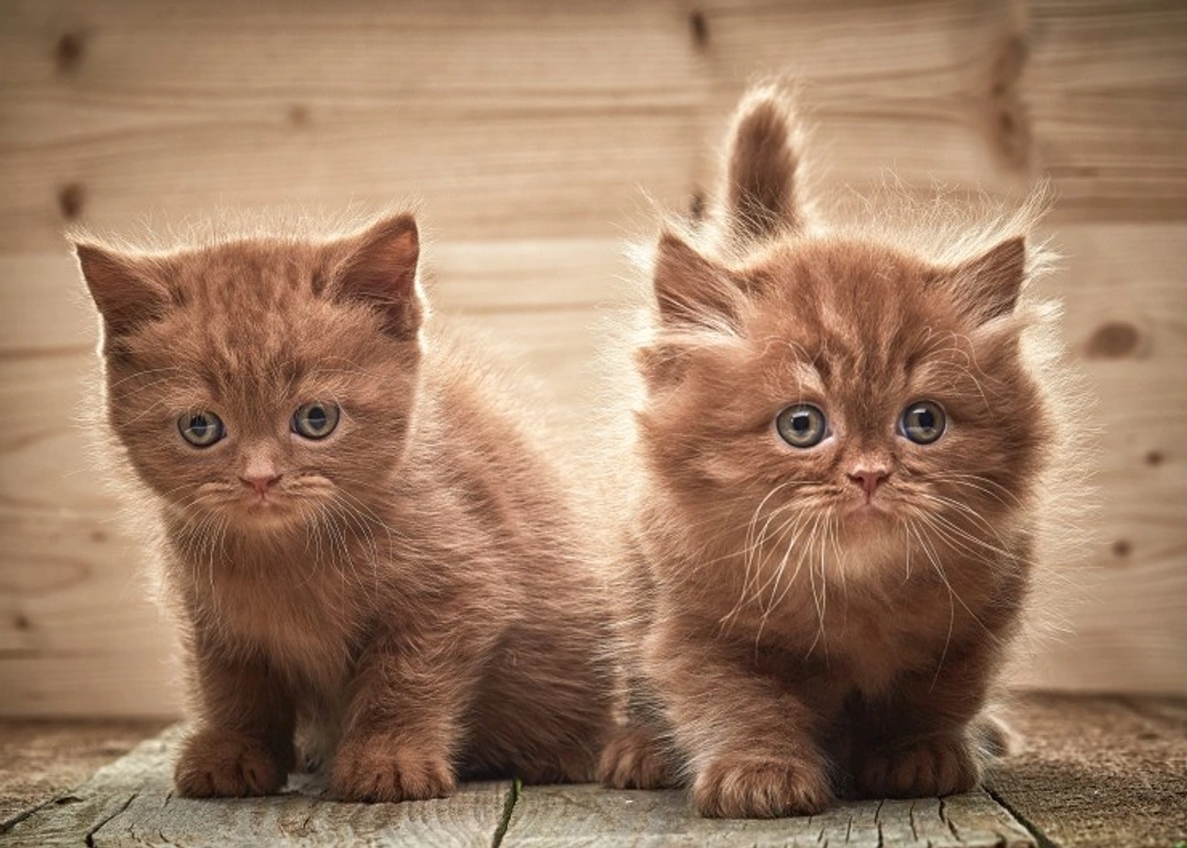 Interesting Things About Kittens: Essential Care & Growth Info