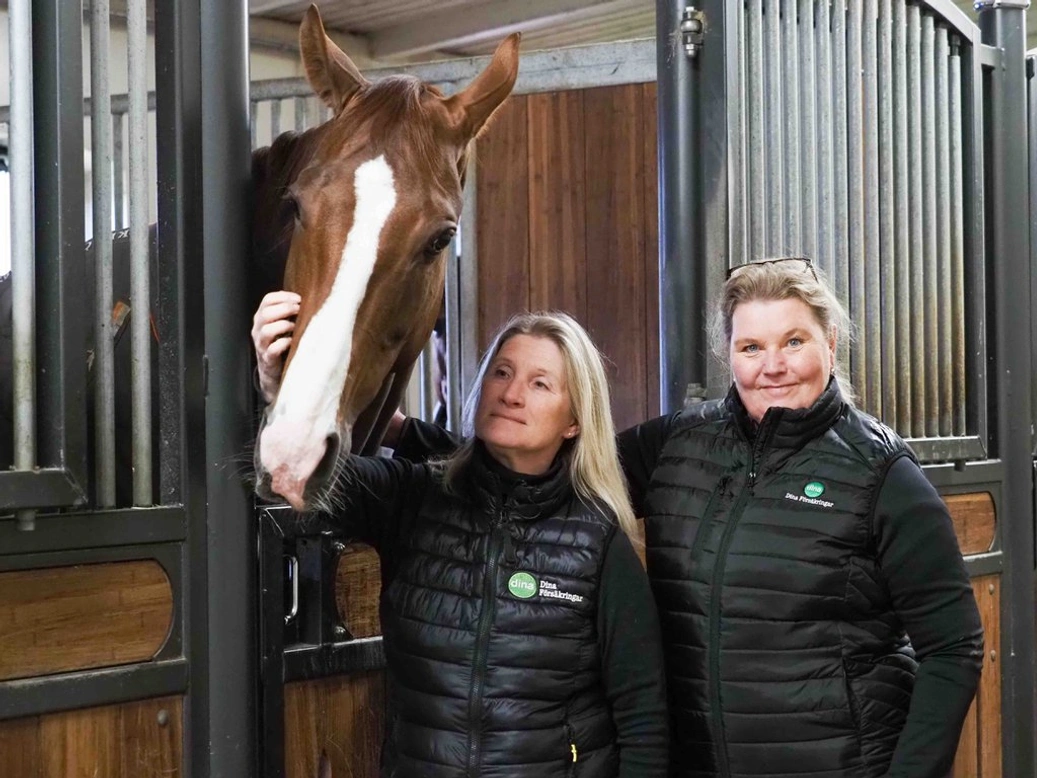 Se över säkerheten i stallet för din och hästarnas skull