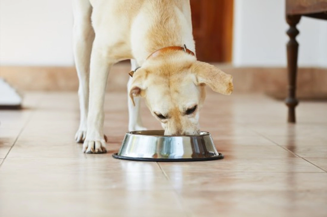 Why dogs become aggressive at mealtimes explained