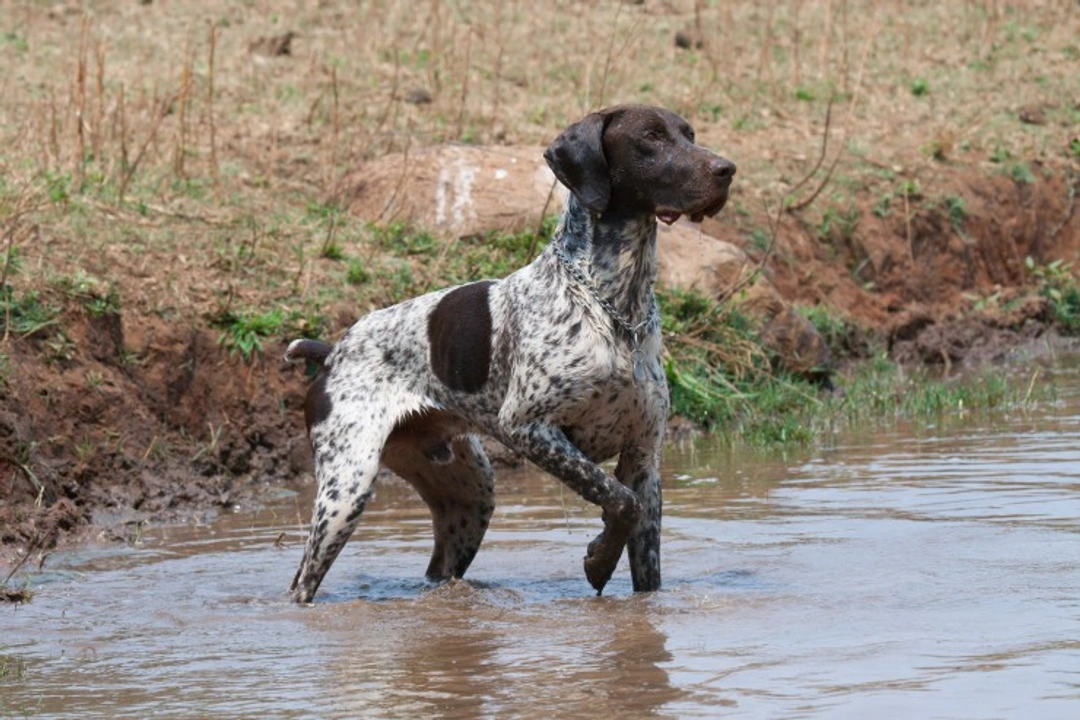 Lymphedema in German Shorthaired Pointer: Causes & Care
