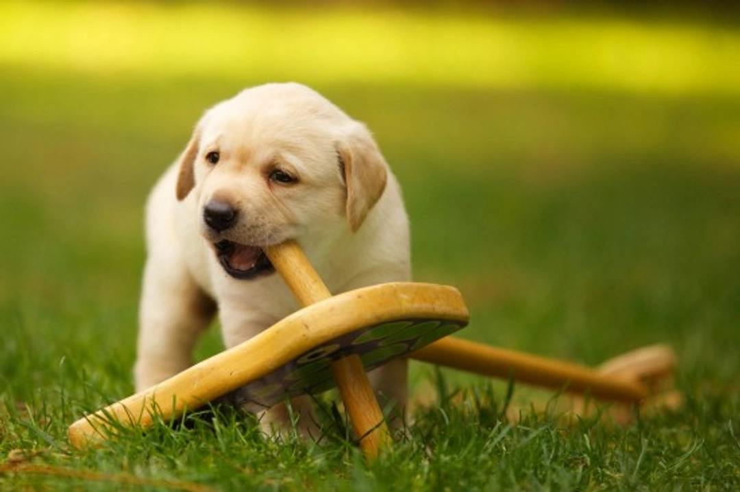 Naughty Things Puppies Are Often Allowed to Get Up To