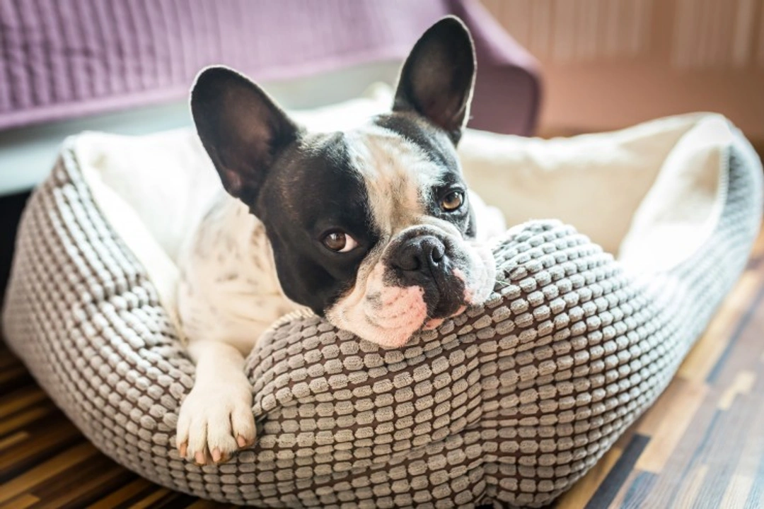 Owning a Dog While Working Full Time: Key Implications