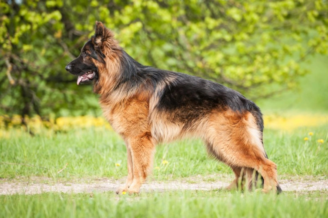 Managing Your German Shepherd's Shedding Cycle Effectively
