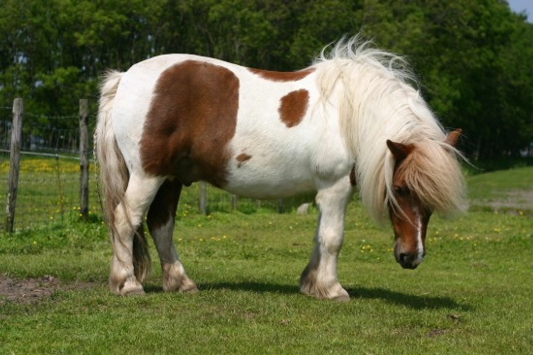 The Shetland Pony: UK’s Smallest and Strongest Native Breed