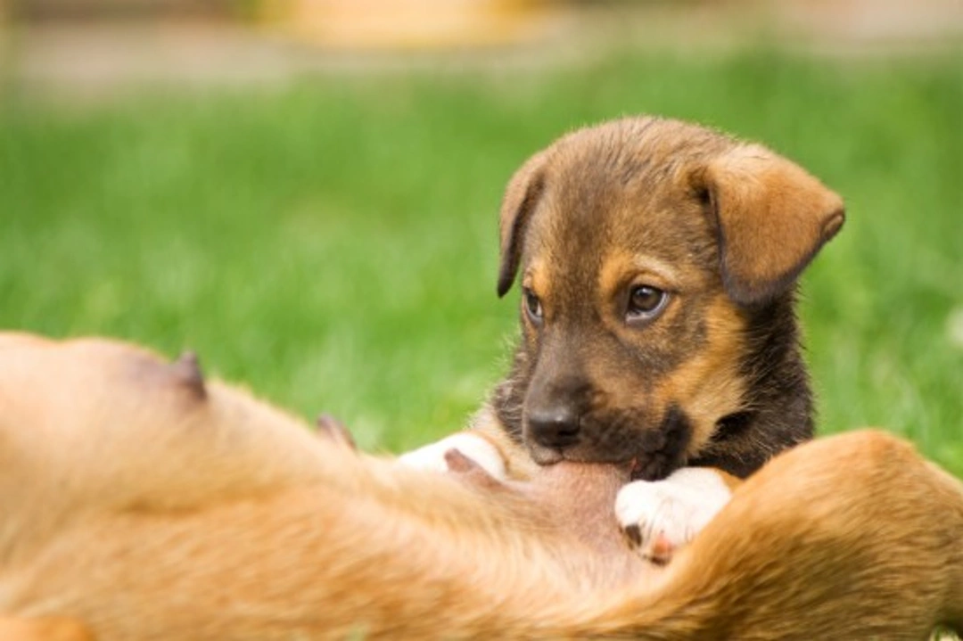 Mastitis in Dogs: Diagnose, Treat & Prevent Effectively