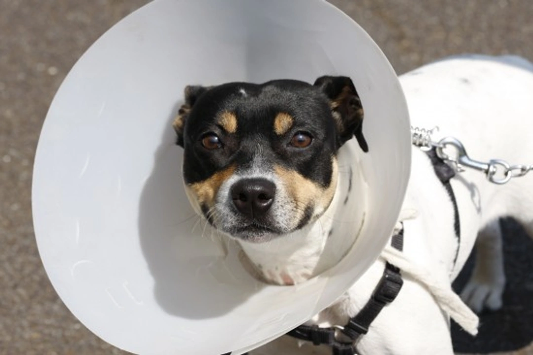 Post-surgical Complications in Spayed Dogs Explained
