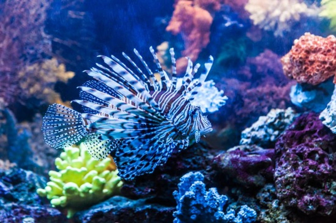 Top 10 Common Mistakes Novice Marine Aquarium Keepers Make