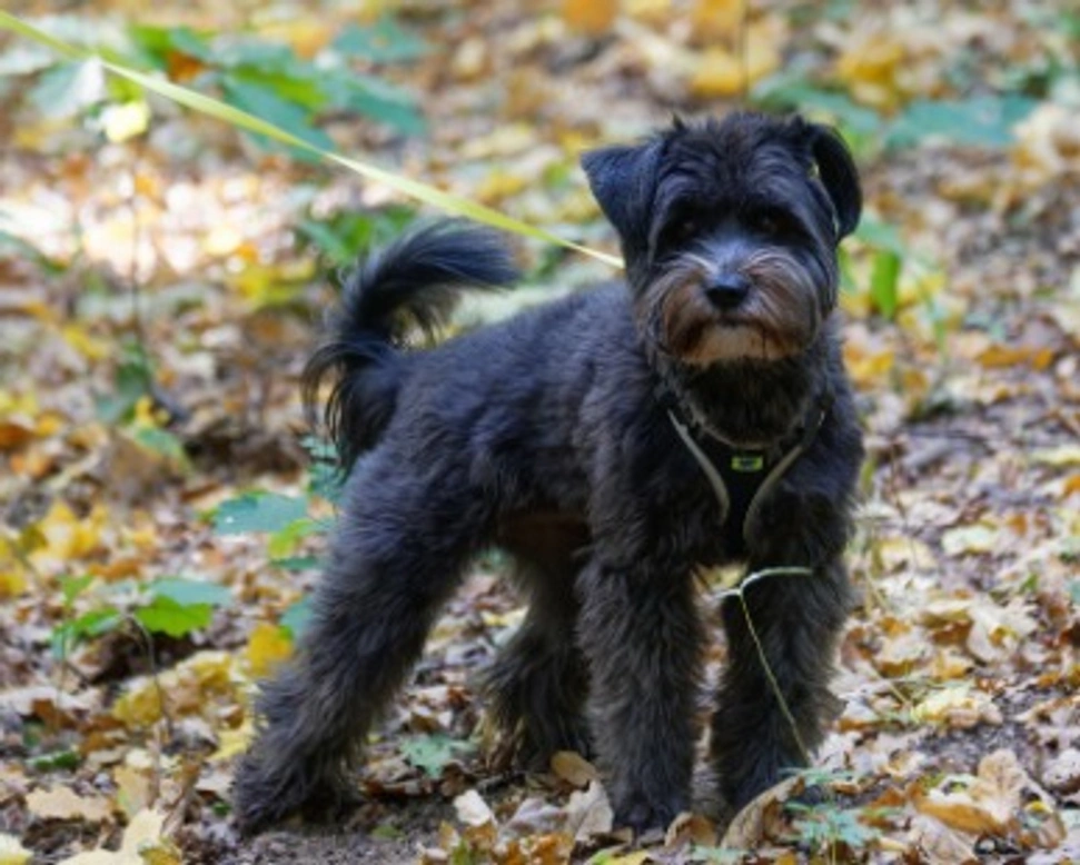 Associazioni animali: Amico dei Randagi