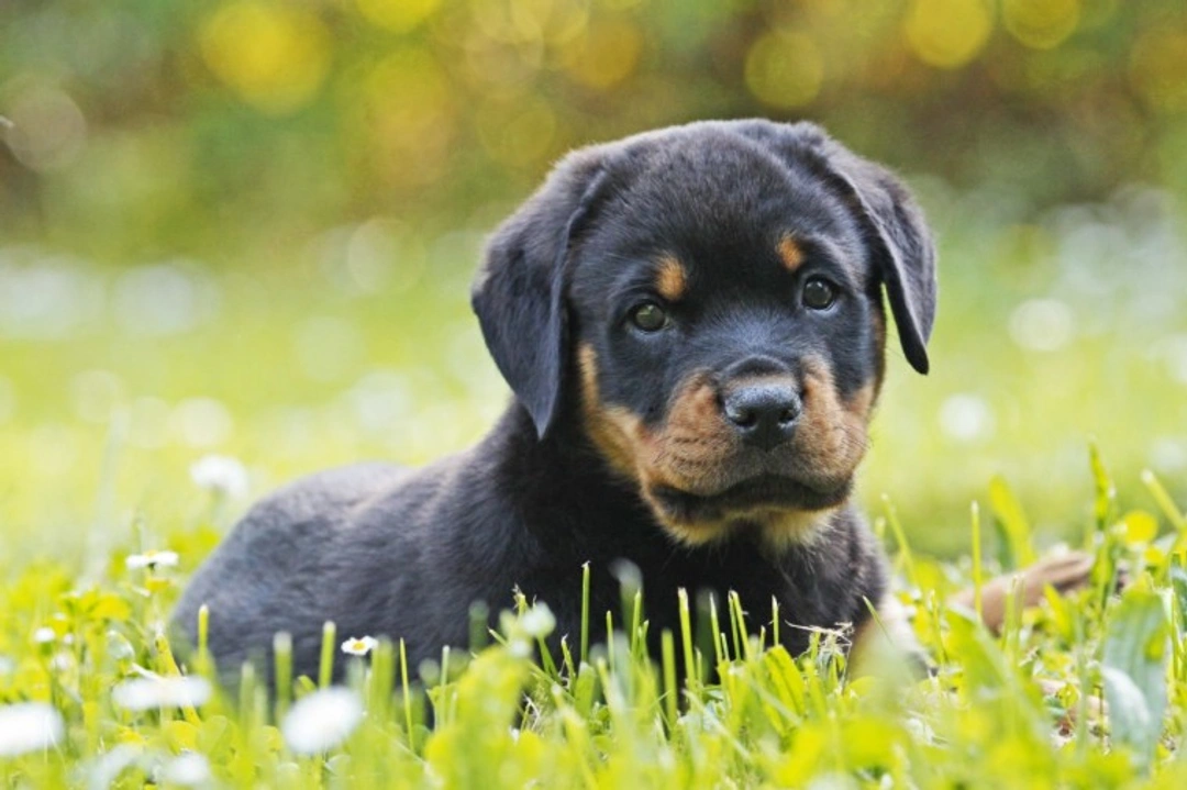 10 Things to Know About Rottweilers Before Buying