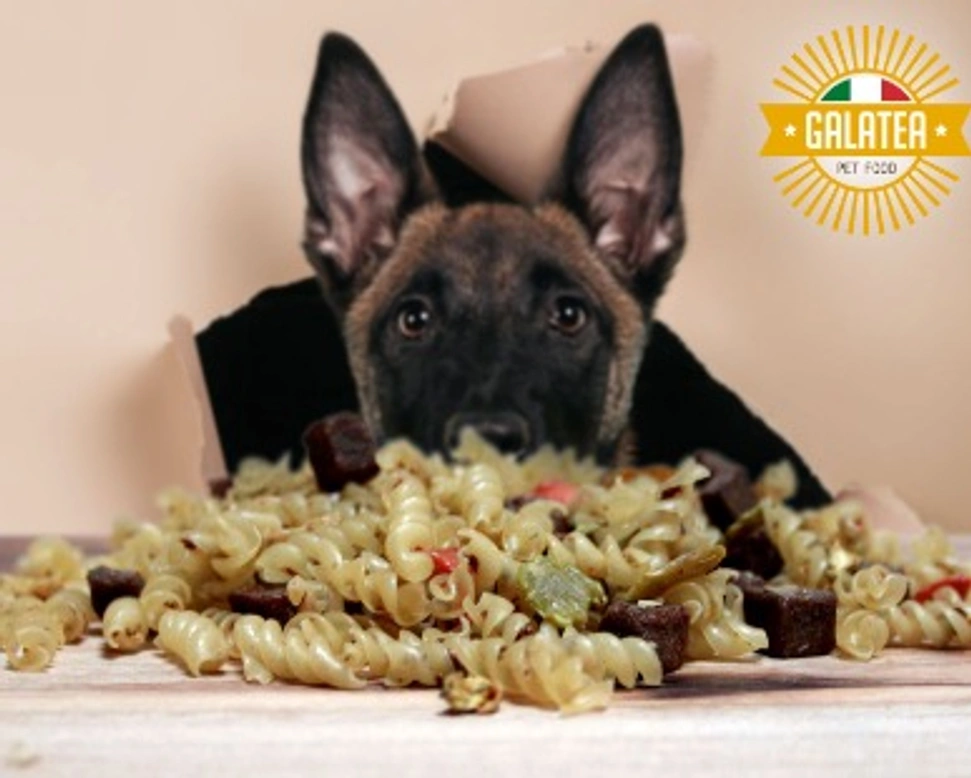 Come offrire un cibo completo al tuo cane