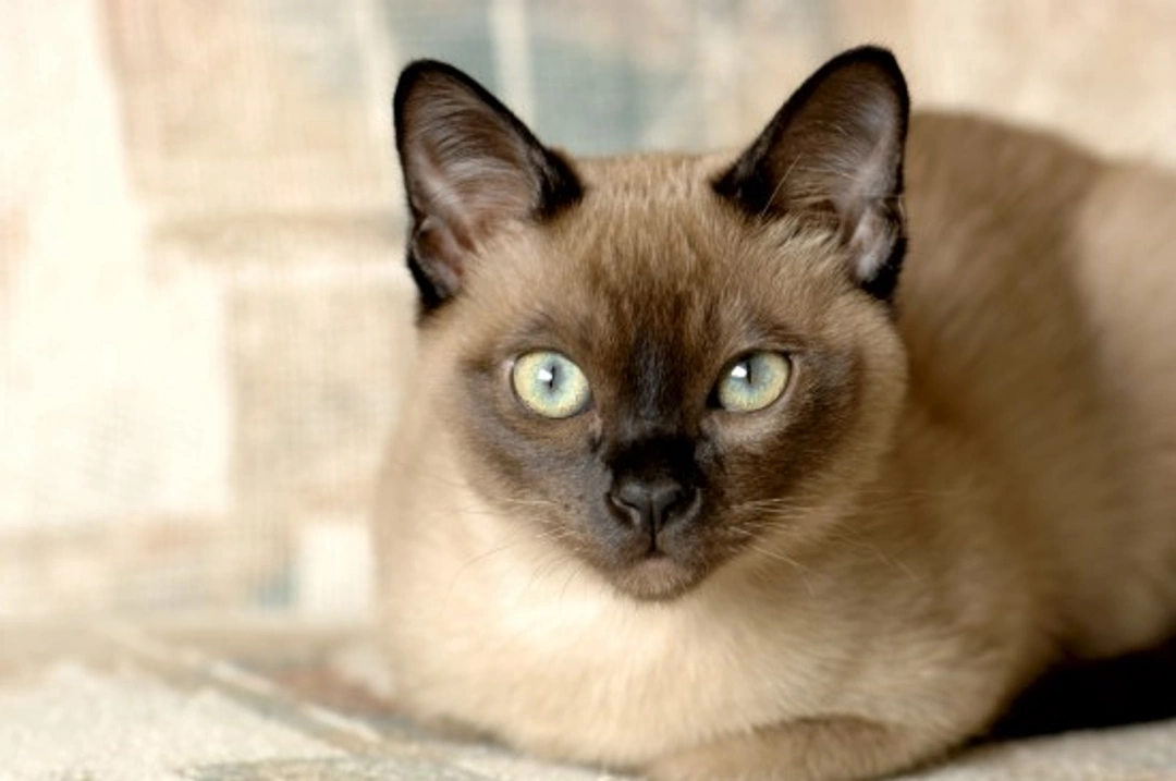 The Tonkinese Cat Breed: Appearance, Personality & Care