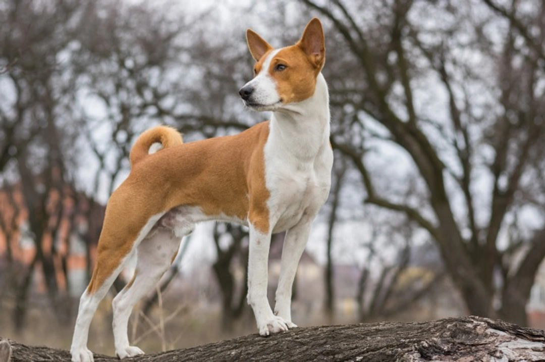 Fanconi Syndrome in Basenji Dogs: Symptoms, Risks & Treatment